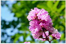 Lagerstroemia Speciosa